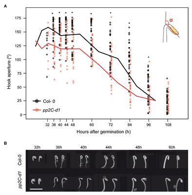 The Sequential Action of MIDA9/PP2C.D1, PP2C.D2, and PP2C.D5 Is Necessary to Form and Maintain the Hook After Germination in the Dark